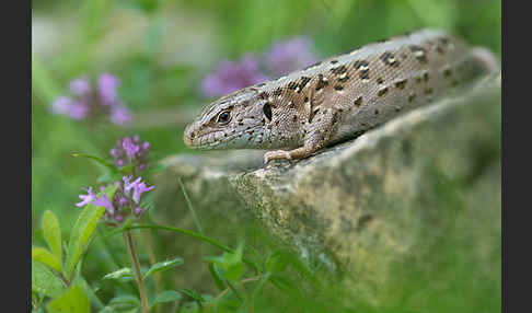 Zauneidechse (Lacerta agilis)