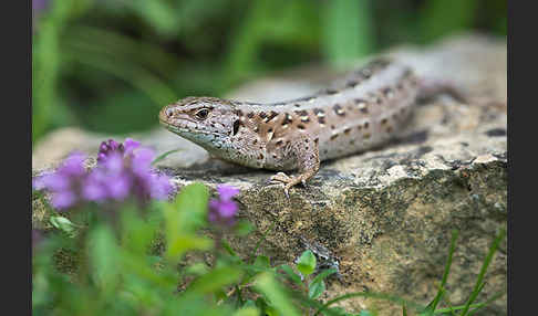 Zauneidechse (Lacerta agilis)