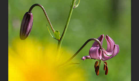 Türkenbund (Lilium martagon)