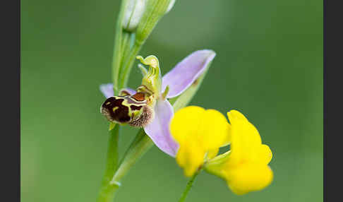 Bienen-Ragwurz (Ophrys apifera)