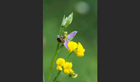 Bienen-Ragwurz (Ophrys apifera)