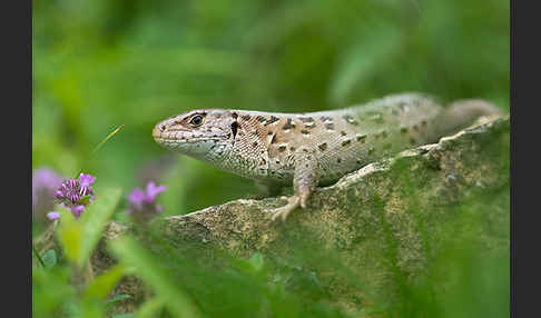 Zauneidechse (Lacerta agilis)