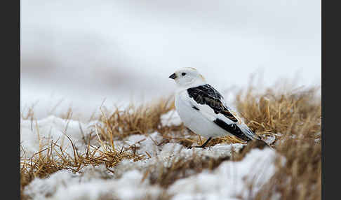 Schneeammer (Plectrophenax nivalis)