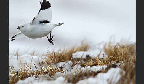 Schneeammer (Plectrophenax nivalis)