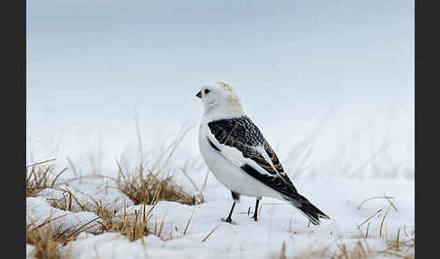 Schneeammer (Plectrophenax nivalis)