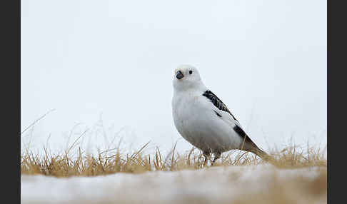 Schneeammer (Plectrophenax nivalis)