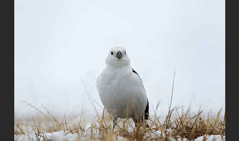 Schneeammer (Plectrophenax nivalis)