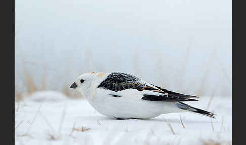 Schneeammer (Plectrophenax nivalis)