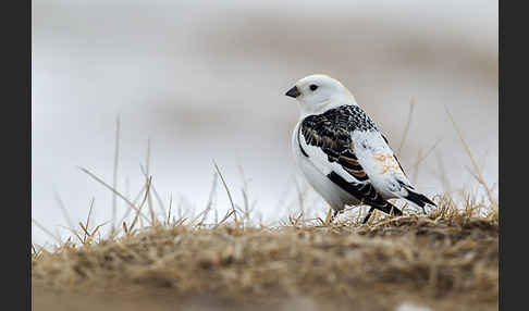 Schneeammer (Plectrophenax nivalis)