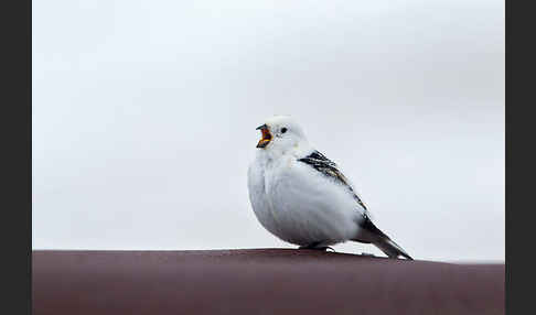 Schneeammer (Plectrophenax nivalis)