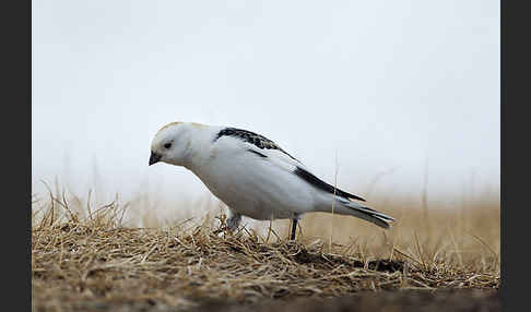 Schneeammer (Plectrophenax nivalis)