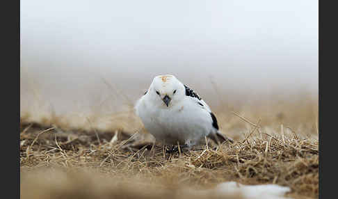 Schneeammer (Plectrophenax nivalis)