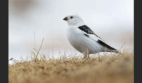 Schneeammer (Plectrophenax nivalis)