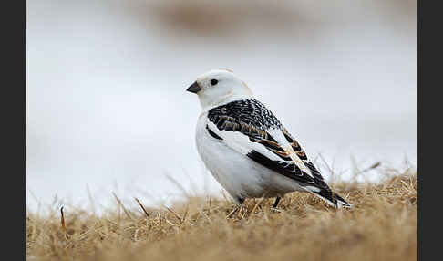 Schneeammer (Plectrophenax nivalis)