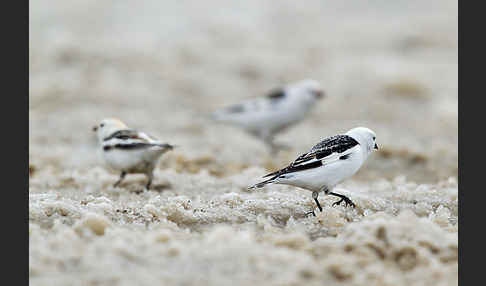 Schneeammer (Plectrophenax nivalis)