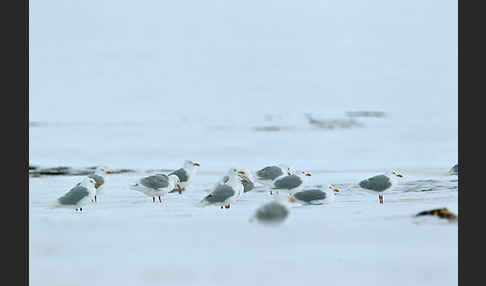 Eismöwe (Larus hyperboreus)