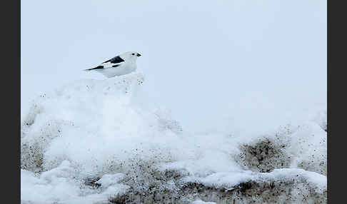 Schneeammer (Plectrophenax nivalis)