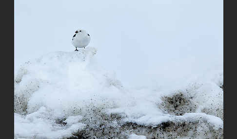 Schneeammer (Plectrophenax nivalis)