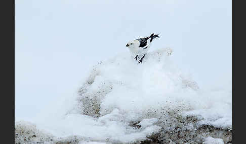 Schneeammer (Plectrophenax nivalis)