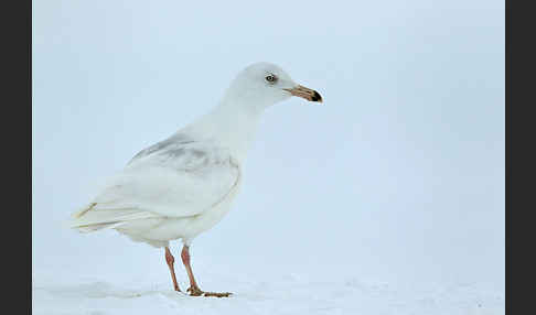 Eismöwe (Larus hyperboreus)