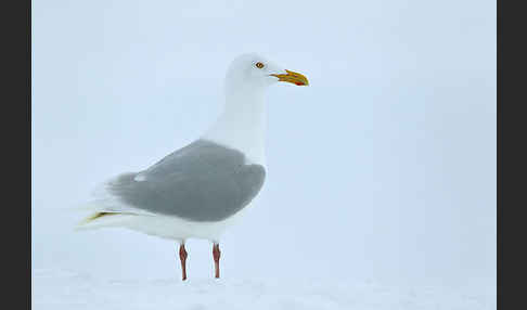 Eismöwe (Larus hyperboreus)