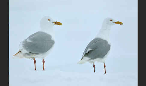 Eismöwe (Larus hyperboreus)