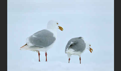 Eismöwe (Larus hyperboreus)