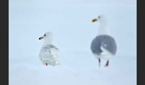 Eismöwe (Larus hyperboreus)