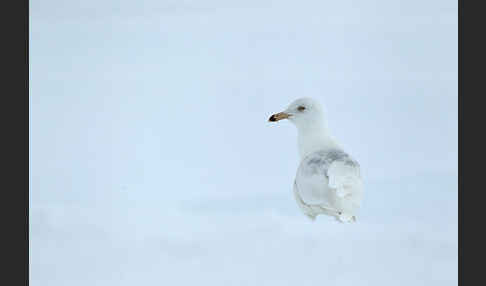 Eismöwe (Larus hyperboreus)