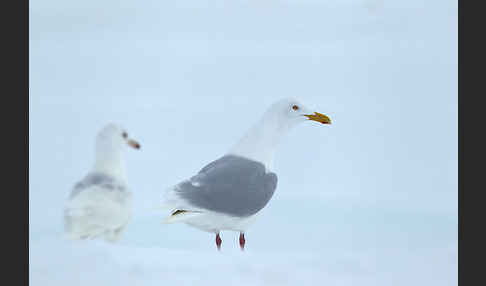 Eismöwe (Larus hyperboreus)