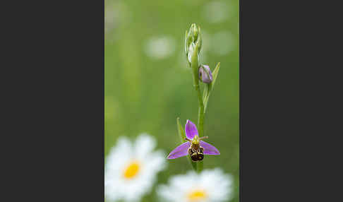 Bienen-Ragwurz (Ophrys apifera)