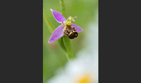 Bienen-Ragwurz (Ophrys apifera)