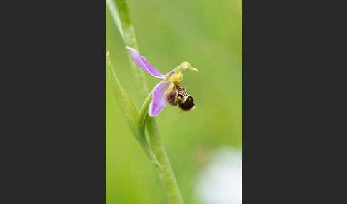 Bienen-Ragwurz (Ophrys apifera)