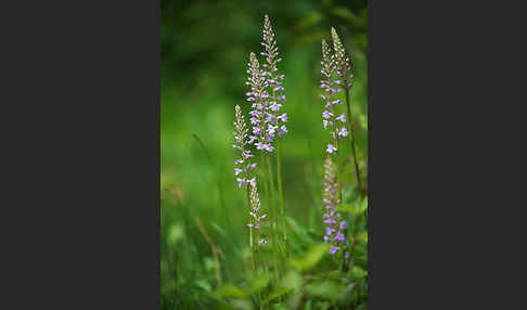 Große Händelwurz (Gymnadenia conopsea)