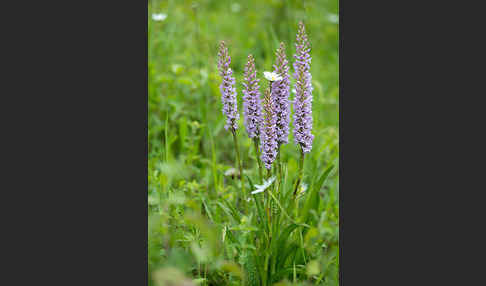 Große Händelwurz (Gymnadenia conopsea)