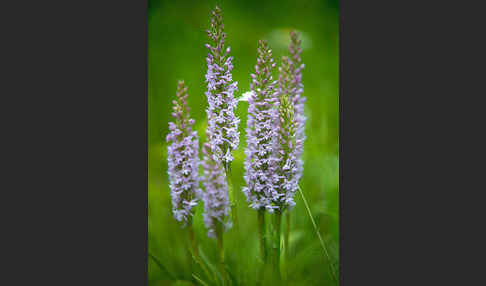 Große Händelwurz (Gymnadenia conopsea)