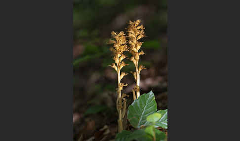 Nestwurz (Neottia nidus-avis)