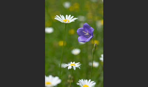 Pfirsichblättrige Glockenblume (Campanula persicifolia)