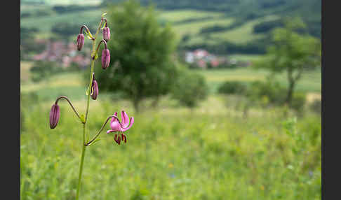 Türkenbund (Lilium martagon)