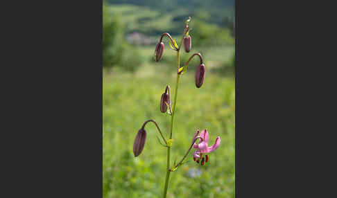 Türkenbund (Lilium martagon)