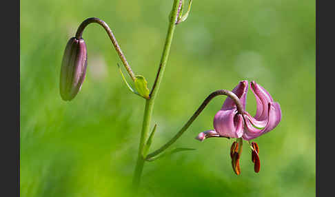 Türkenbund (Lilium martagon)