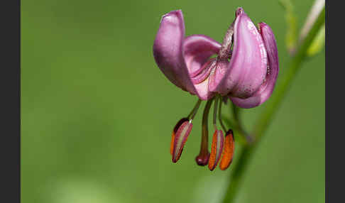 Türkenbund (Lilium martagon)