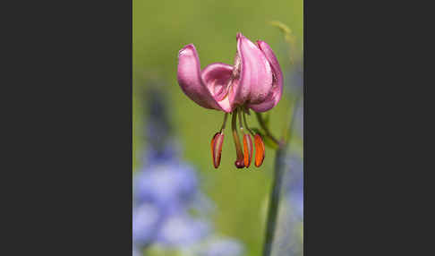 Türkenbund (Lilium martagon)