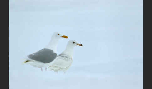 Eismöwe (Larus hyperboreus)