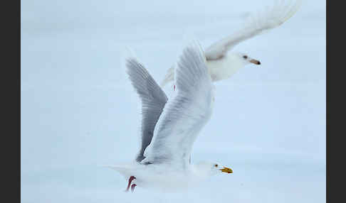 Eismöwe (Larus hyperboreus)