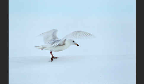 Eismöwe (Larus hyperboreus)