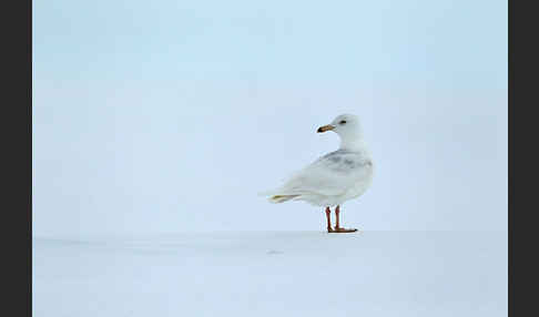 Eismöwe (Larus hyperboreus)