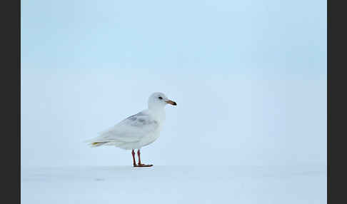 Eismöwe (Larus hyperboreus)