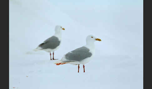 Eismöwe (Larus hyperboreus)