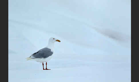 Eismöwe (Larus hyperboreus)